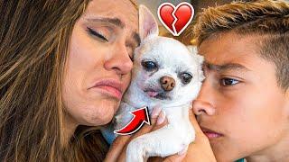 WE REALLY MISS OUR DOG..  | The Royalty Family