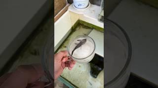 Girl Revives Dead Fish #shortsvideo