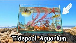 Making A  Tidepool Aquarium With Sea Creatures