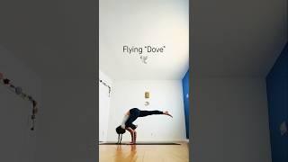 SuperFly Firefly Press Handstand Yoga Shorts | Flying Dove Edition | Shana Meyerson YOGAthletica