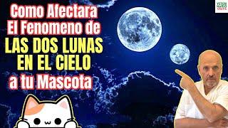  ¿COMO AFECTARA EL FENOMENO DE LAS DOS LUNAS EN EL CIELO A LAS MASCOTAS? 