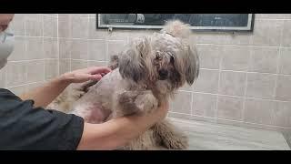 Difficult Doggie Groom, Full groom, heavily matted Poodle mix dog breed, no restraints, grooming