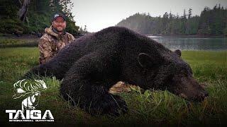 Huge Coastal Black Bears on Vancouver Island!