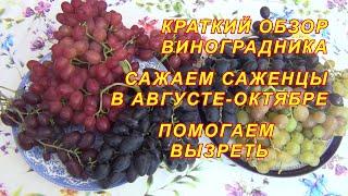 Краткий обзор виноградника. Сажаем саженцы в августе-октябре. Помогаем вызреть. Про резервный канал