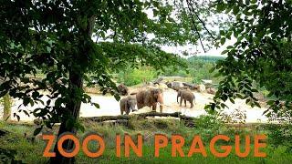Zoo in Prague - you have to see it!