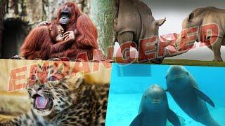 Endangered Species: Meet the 30 Animals Hanging by a Thread