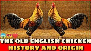 THE OLD ENGLISH CHICKEN HISTORY AND ORIGIN