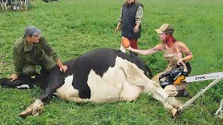 Revolutionizing Farming Advanced Tech Unleashed on Holstein Cows & Big Machines