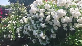 Кустовые - плетистые розы. Особенности выращивания и буйство цветения.