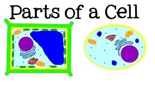 All About Cells and Cell Structure: Parts of the Cell for Kids - FreeSchool