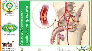 Узная свой организм - половой член эрекция