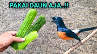 Joss.. Boleh dicoba!! Gara-gara daun pisang burung lemes jadi semangat berkicau