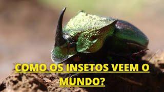 o INCRÍVEL MUNDO dos INSETOS | Documentário dublado HD