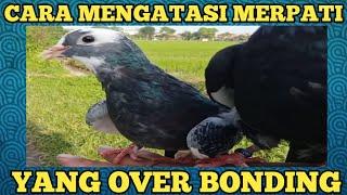 TIPS MENGATASI MERPATI FF OVER BONDING ADALAH TINGGAL SEMBUNYI 