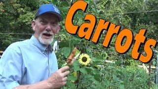End Your Carrot Planting Frustration 7-25-2024