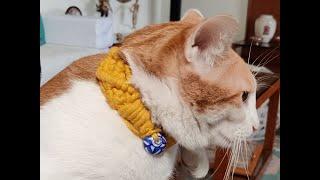 How to make a Pet Collar with Macrame - DIY Tutorial with Wowzie