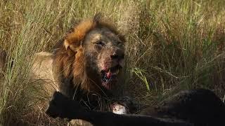 Red Road and the Nharu Lions Back on a Buffalo Kill