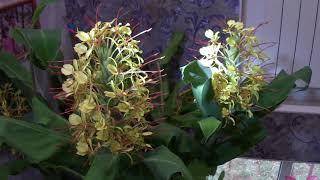 Hedychium gardnerianum Гедихиум Гарднера