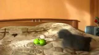 Strange cat vs two scary apples