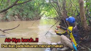 Mancing ikan baung..!! Saat air keruh umpan usus ayam