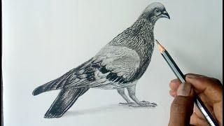 Pigeon drawing / Learn to draw a bird step by step / Pencil drawing.