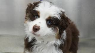 WARNING: may cause dopamine boost | Adorable Mini American Shepherd puppy