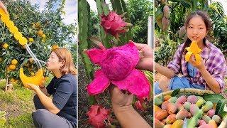 How to Slice Fruits on Tree | Amazing Fruits Cutting Skills