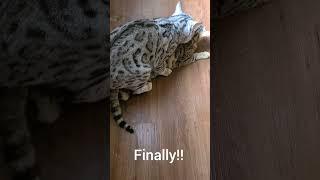 Ash and Yuki are going to be parents! (video of cats breeding) pleasesubscribe #mating #cat #shorts