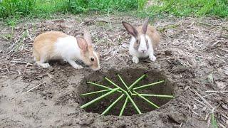 Easy wild Rabbit Trap Make From Natural Instrument - Fantastic Method wild Rabbit Trap..