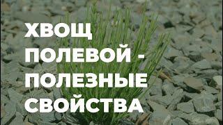 Хвощ полевой - полезные свойства, народные рецепты / Захар Травник