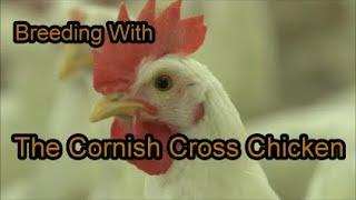 Unlocking the Secrets of Breeding Cornish Cross Meat Chickens