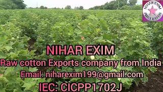 Raw cotton producer in India ll Exporters ll worldwide cotton Exports