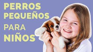 Las 11 mejores RAZAS DE PERROS PEQUEÑOS para niños (Parte 1)