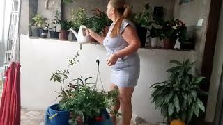 colocando água nas plantas e mostrando as mudinhas de plantas (1)