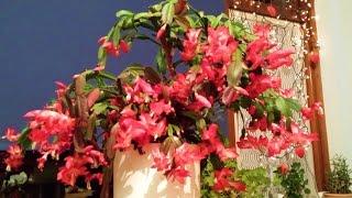 Christmas tree. Grote Schlumbergera rose Lidcactus Kerstcactus. Mila Raido youtube