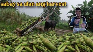 SWEET CORN HARVEST ANG BUNGAD NGAYONG 2025