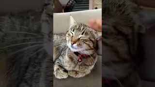 Laziest cat | Tembel kedi