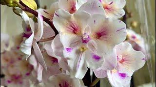 Эти невероятные орхидеи готовы разлететься во все концы)