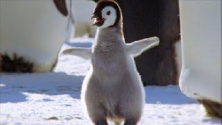 Cool Cute Chicks! | Amazing Animal Babies: Emperor Penguin Chicks (Ep 5) | Earth Unplugged