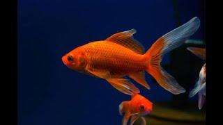 Single Tailed Goldfish Tank 2021