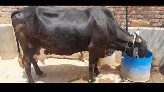 Vaishnav dairy farm || 9 mounth pregnancy 26 liter MILK #video #share #virle