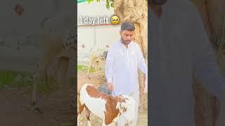 Khuda hafiz o mara yara || 1 day left || #mirzamunib #eiduladha2023 #eidvlog #viral #video