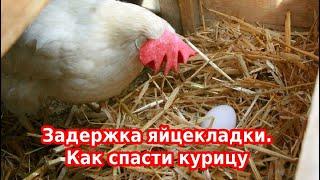 Задержка (затруднение) яйцекладки у кур несушек - болезнь