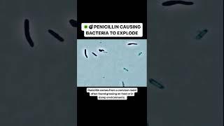 Penicillin Causing Bacteria to EXPLODE!