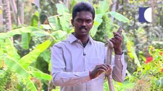 Snake Master Episode 127 Monitor lizard Part 02