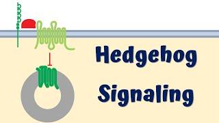 Hedgehog Signaling Pathway