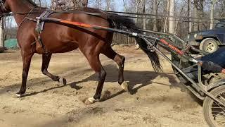 The Different Gaits in Harness Racing