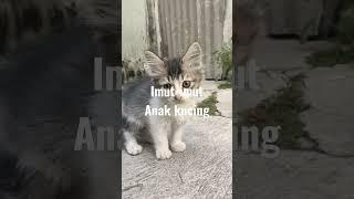 anak kucing kampung lucu dan imut#videoshorts #kucing#kucinglucudanimut#anakkucing#kucingpintar