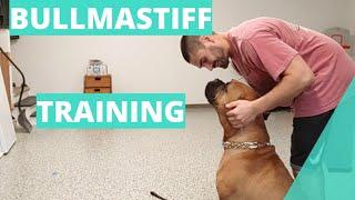 Bullmastiff Training (Basic Commands)