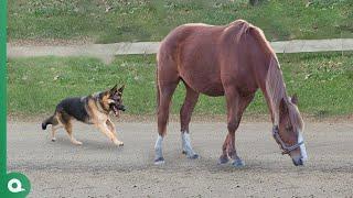 Dog Attacks Horse and Quickly Pays the Price